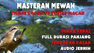 MASTERAN MEWAH MURAI BATU CILILIN VS PENTET MACAN! SUARA KERAS AUDIO JERNIH!