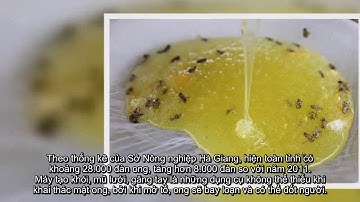 [ Tin hót nhanh ] Mùa thu hoạch mật ong bạc hà ở cao nguyên đá