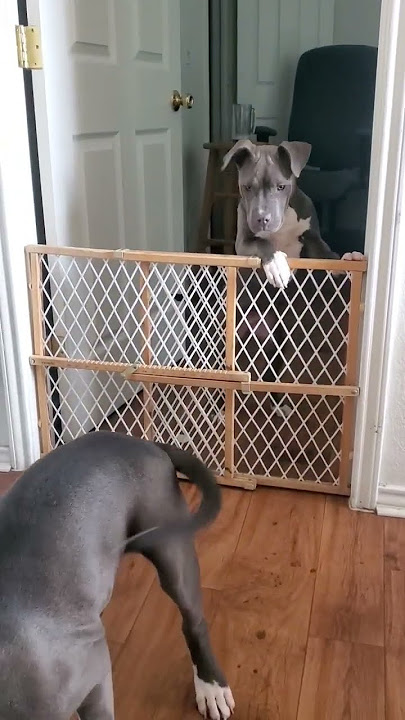 Who let The dogs out #dog #funny #facebook #tiktok #puppy #dog