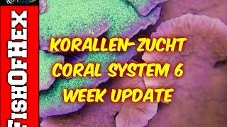 Korallen-Zucht Coral System 6 Week Update | Reef Tank