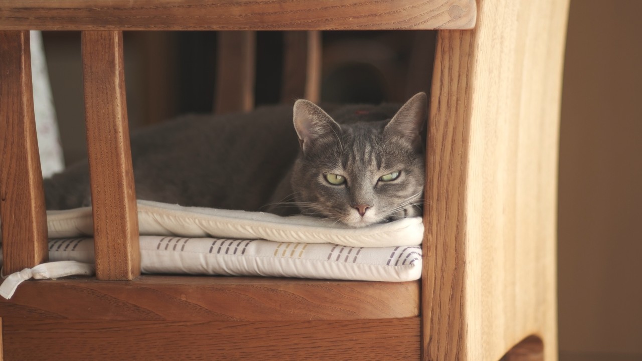 A Simple and Happy Day with a Clingy Cat | Life with My Cat in My
