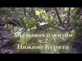 Альманах о жизни ч. 2  Нижние Курята