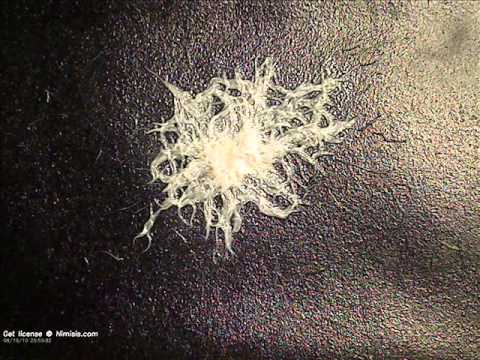 Grindal worms (Enchytraeus buchholtzi) - YouTube
