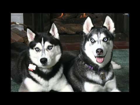 ჰასკის ფოტოები