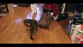 #shorts   Akula cat attacks w bum shake by stepseven 1,131 views 2 years ago 14 seconds