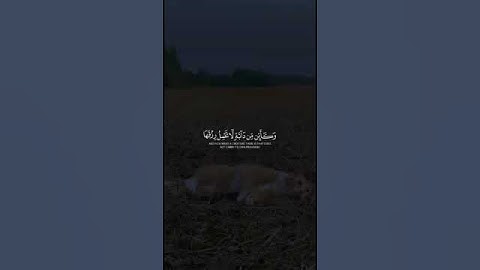 افضل تلاوة قصيره ومؤثره 🎧 شعور جميل وطمئنينه #allah #المصحف #قرآن #اكسبلور #لايك #viral #viralvideo