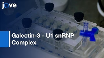 Splicing Activity Complementation by Galectin-3 - U1 snRNP Complex | Protocol Preview