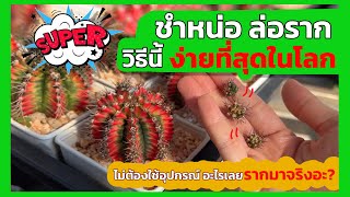 ชำหน่อ ล่อรากวิธีนี้ ง่าย เหมาะสำหรับมือใหม่ ไม่ต้องใช้อุปกรณ์แม้แต่อย่างเดียว รากมาจริง ???
