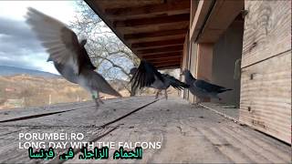 حتما سيعجبك فديو  لا متيل له تحدي بين الصقر و الحمام الزاجل فديو خطير un falcon#pigeion