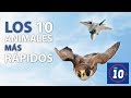 Los 10 animales mas rápidos!