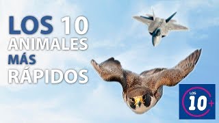 Los 10 animales mas rápidos!