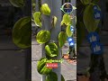 Betel leaf plant ||• #f2dgarden #farming