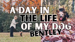 A Fall Day in The Life of BENTLEY 🐕