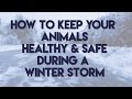 How to Keep Your Animals Safe During a Winter Storm