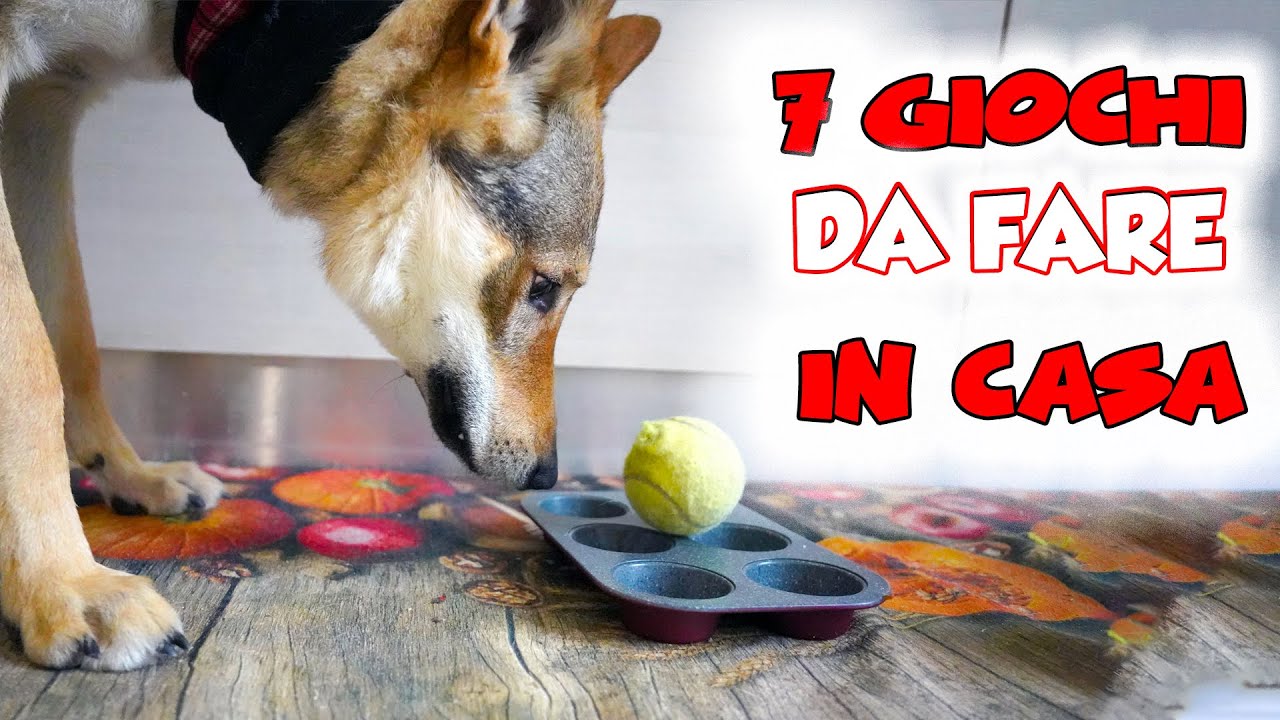 INVENTIAMO DEI GIOCHI PER CANI DA FARE IN CASA 