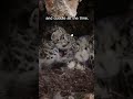 Look at These Cute Snow Leopard Cubs!!! #terramatters #snowleopard #leopard