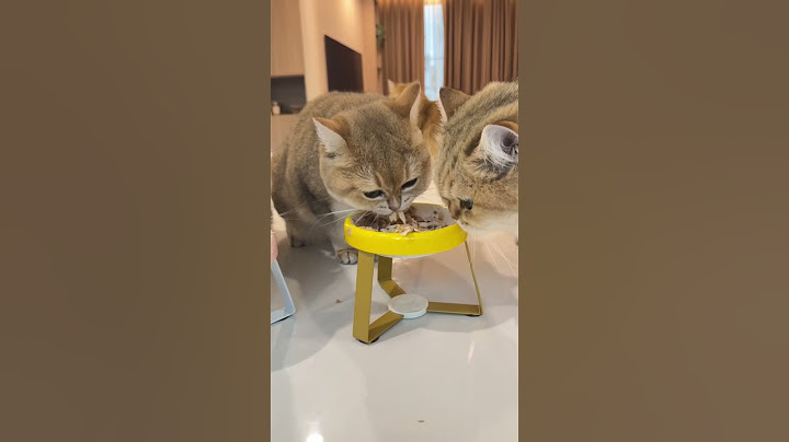 พาทำ Hoome Cooked เมนูขนสวย 🐱🍲 #เฮ็นรี่แลนด์ #Lifemate #Lifematewellness #อาหารเปียกแมวไลฟ์เมต