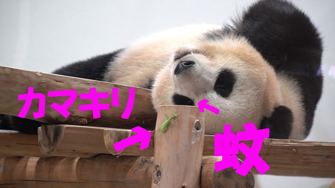 アドベンチャーワールド 結浜が昼寝中にケイレンしてクークーと寂しがっている カマキリ君も心配しているよ Youtube