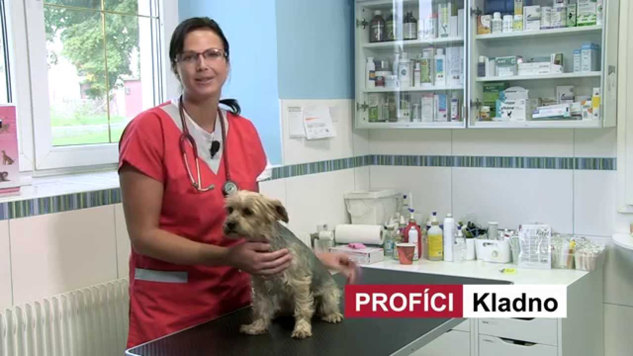 PROFÍCI Kladno - MVDr. Jana Košková - Veterinární klinika VETLIFE - YouTube