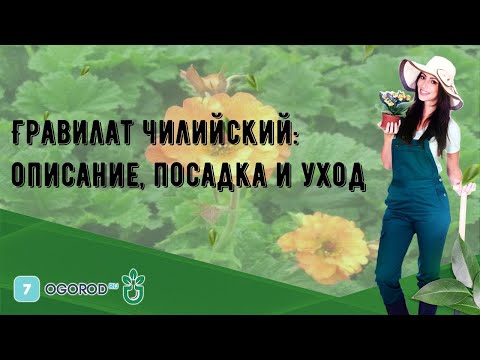 Гравилат чилийский: описание, посадка и уход
