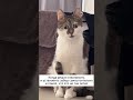 Сэкономить и установить забор самостоятельно - сомнительная затея