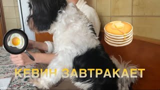 🍳🥞🐶Кевин завтракает🍳🥞🐶