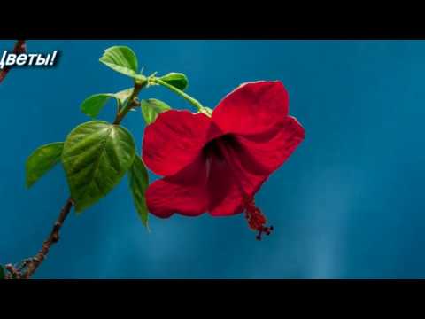 Замечательная христианская песня Поёт Светлана Малова Цветы!