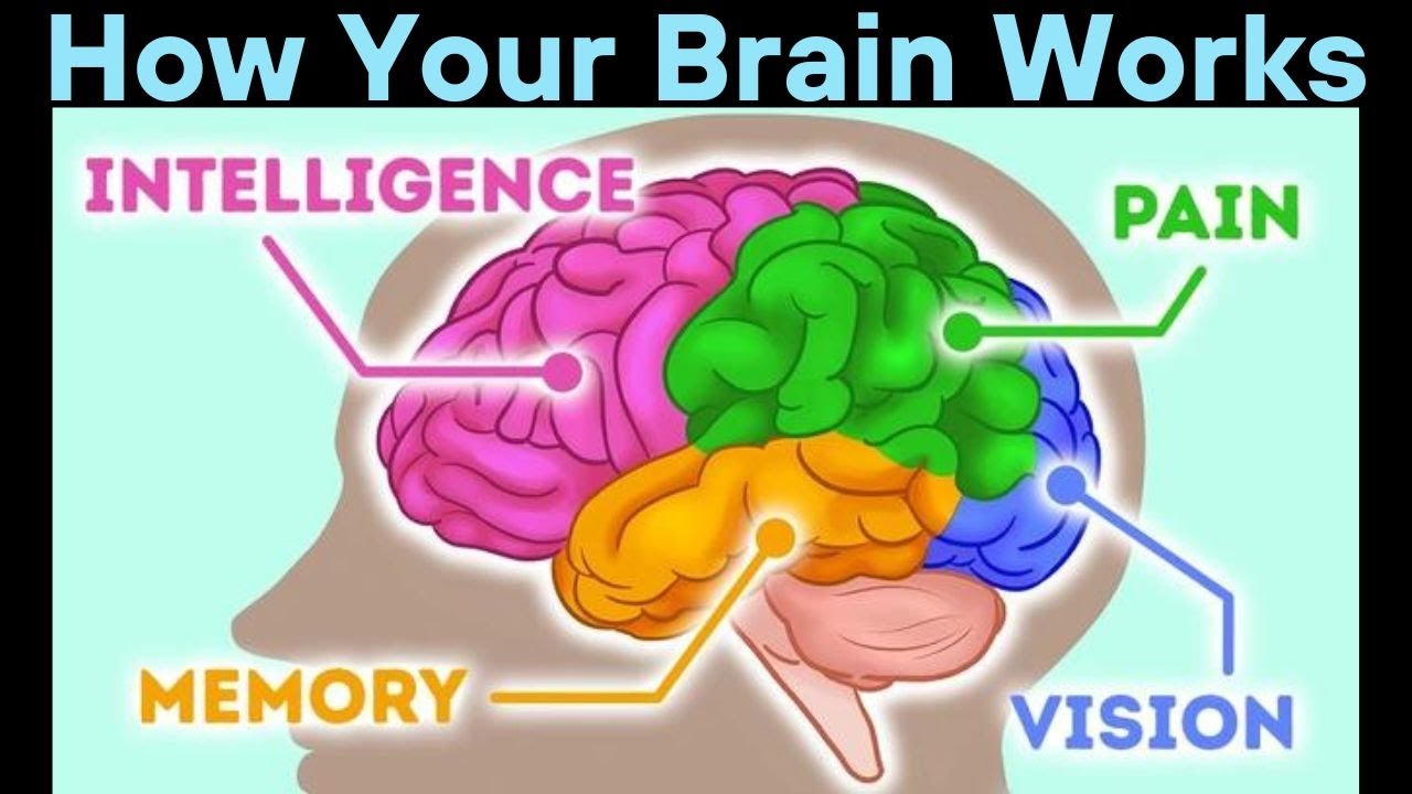 How Your Brain Works | Health Video - YouTube