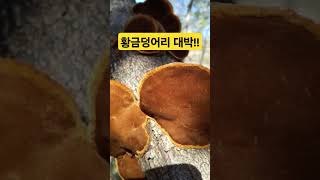 황금덩어리 대박!! #상황버섯 #대박 #황금나무의그림자 #shortvideo #shortsvideo #shorts #산행 #겨울산행 #버섯산행 #버섯