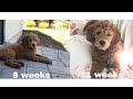 Goldendoodle puppy growing up (8-11 weeks)