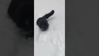 Котя и снег