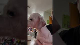 Owners Show No Remorse Dumping Puppy After Purposefully Starving Him For Months - STORY BELOW by CUDDLY 115 views 4 days ago 1 minute, 19 seconds