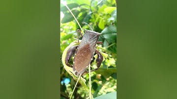 stink bug#shorts #viral #trending #shorts 🔥