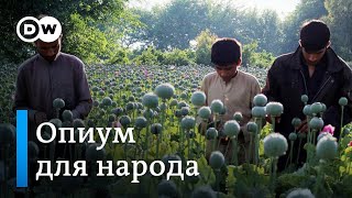 Опиум для народа: в Афганистане собирают урожай мака