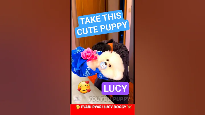 Lucy sang a song 🥰 Cute Fluffy Puppy Lucy Paws 🐶 #funnydogs #puppies #petcare