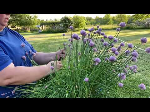 Video: Har gressløk blomster?