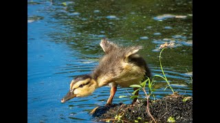 Mallard family at local park