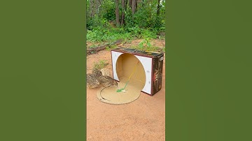 Amazing Technique Quail Trap Using Cardboard Box #youtubeshorts