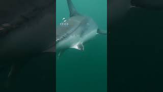 Gentle Nudge By Great White Shark greatwhite