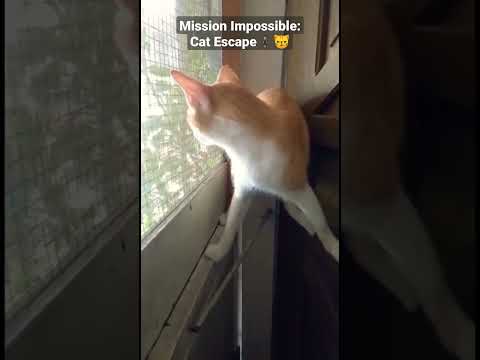 Cute cat named Minnow is on a mission to play outside🕴️😼 #shorts #cutecat #puspin #missionimpossible