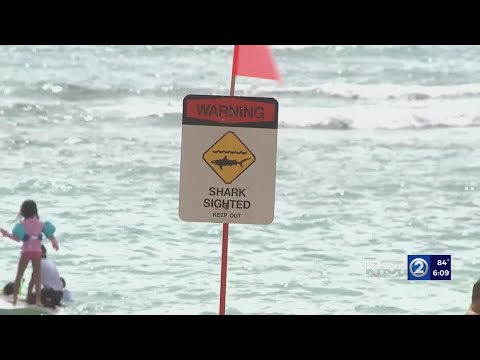 Shark warning as video captures it eating turtle off Oahu surf break