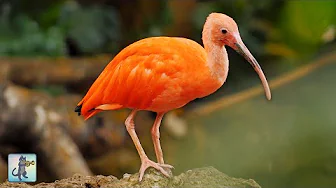 Breathtaking Birds in 4K 🦜 Amazing Nature Scenery & Relaxing Music.
