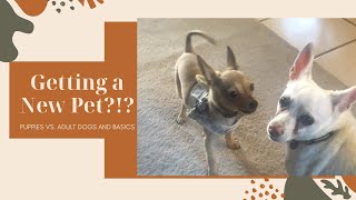 Getting A Dog?Are You Ready? We Got A New Puppy Puppy Vs. Adult Dog Basic Pet Advice