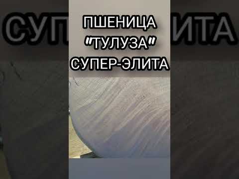 Видео: Хорасан буудайн мэдээлэл - Хорасан буудай тариалах талаар мэдэж аваарай