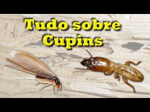 Vídeo: Que tipo de madeira atrai cupins?