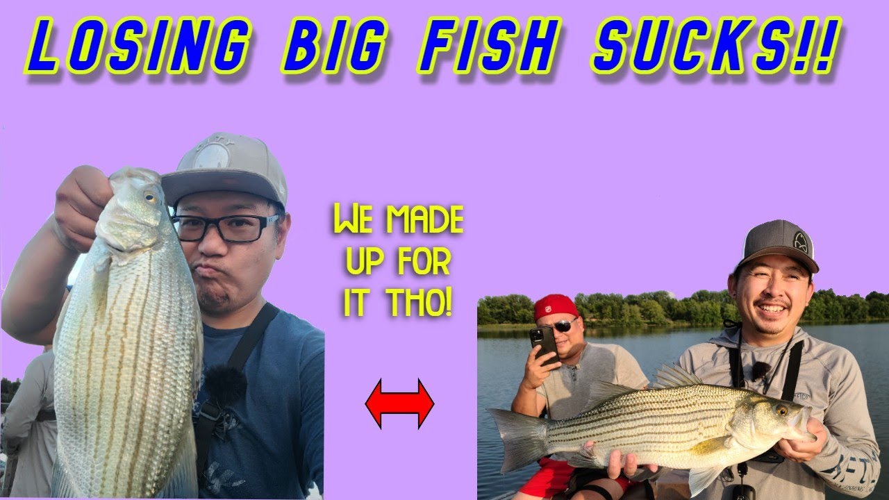 Losing a BIG Hybrid Striped Bass Sucks! fishing hybridstripedbass 