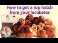 How to incubate chicken eggs in a simple incubator and hatch lots of healthy baby chicks