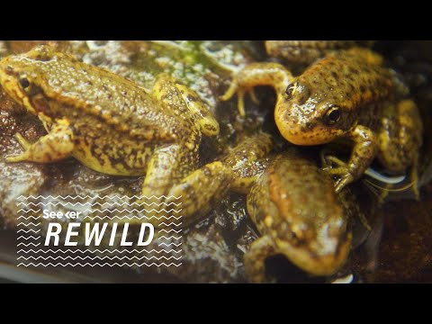 This Frog-Killing Fungus Could Wipe Out Entire Species