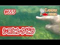 夏のシロヒレタビラを潜って探してみると！水中レア映像！