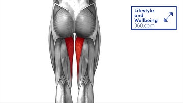 Adductor trigger point/release technique using a Rumble Roller